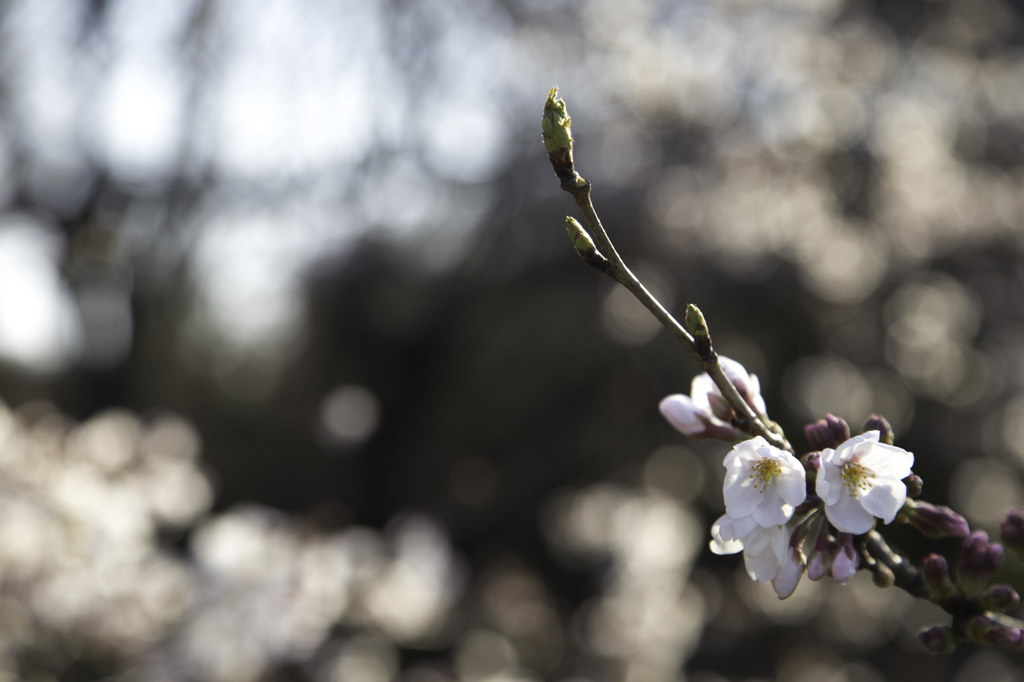 代々木公園　その２