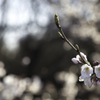 代々木公園　その２