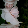 花びらがやわらかくて