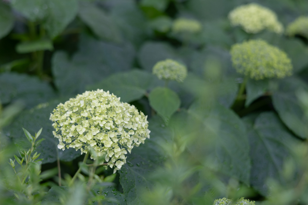 紫陽花