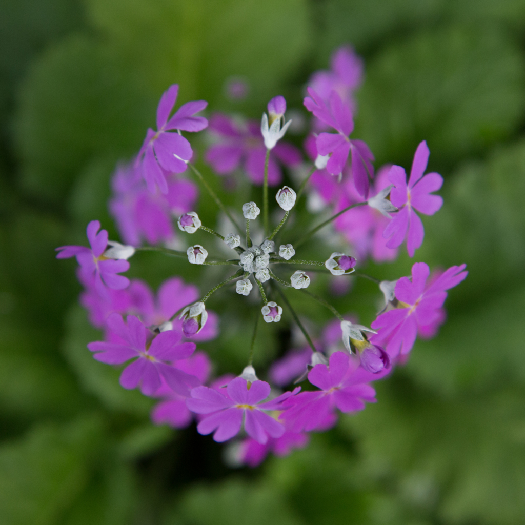 プリムラ・ ジャポニカ