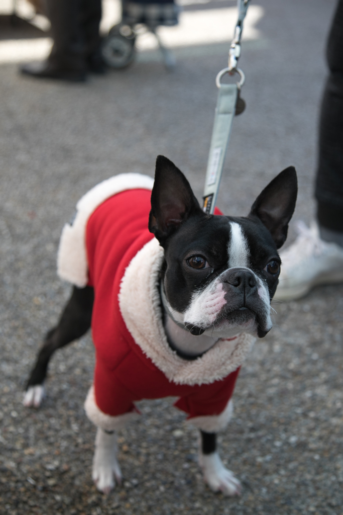 もうすぐクリスマスだワン