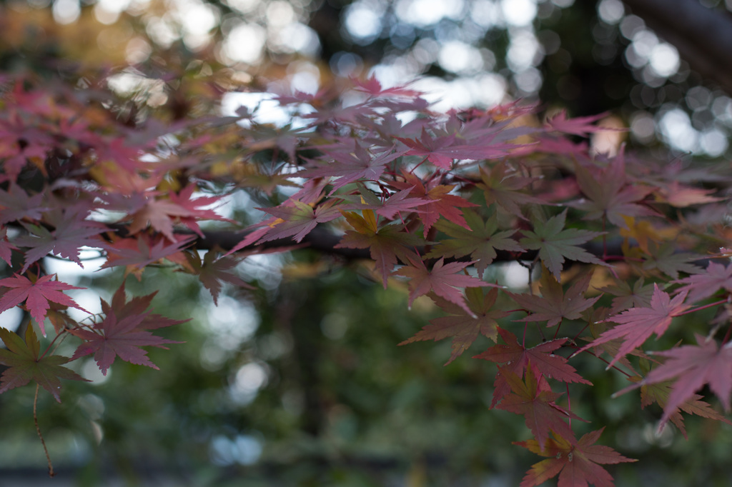 もみじ　その３