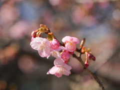 河津桜