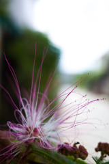 眠りの木の花
