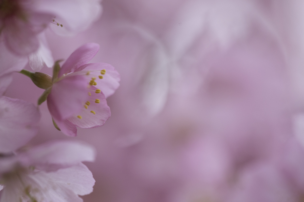 河津桜　その３