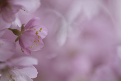 河津桜　その３