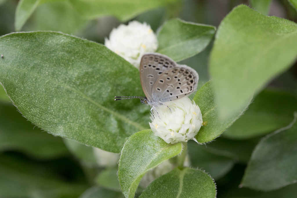 シジミチョウ君