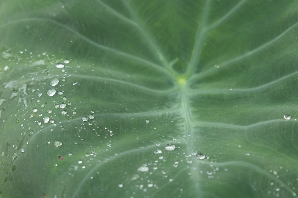 大雨のあと