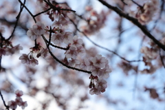 河津桜