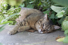 暑いですね・・・。