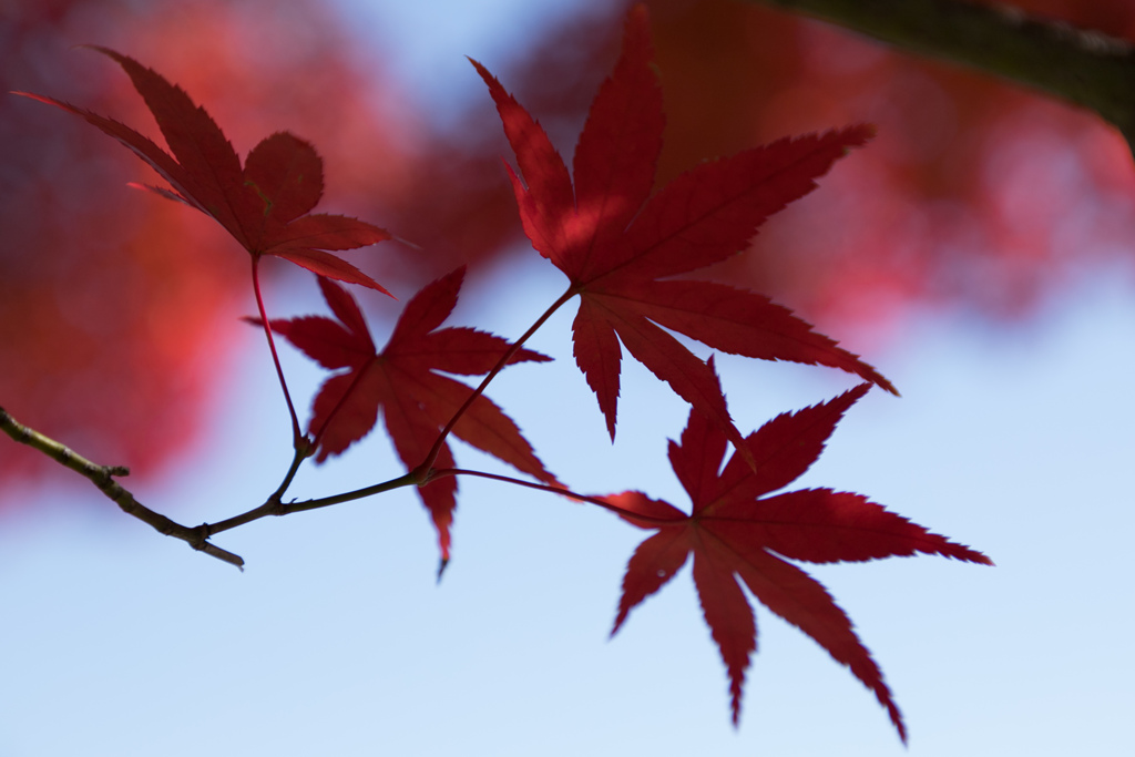 紅く