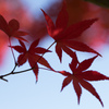 紅く