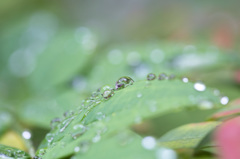 しずく　その３