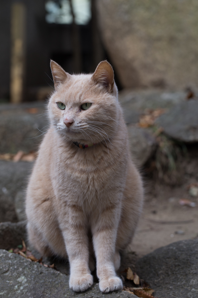 出会った猫さん　その１