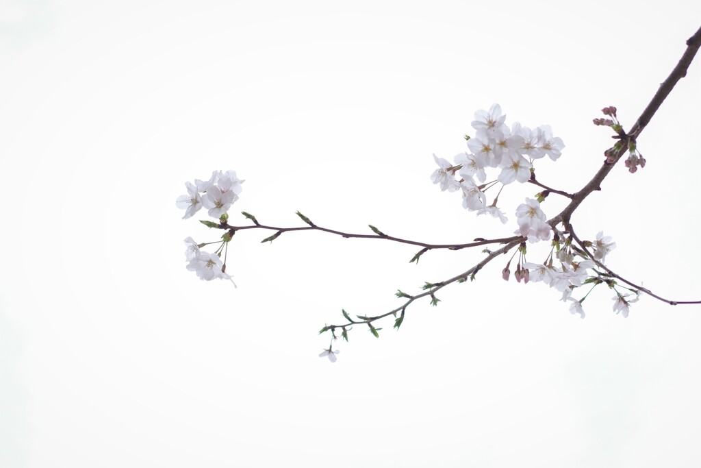 sakura