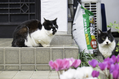 ほい