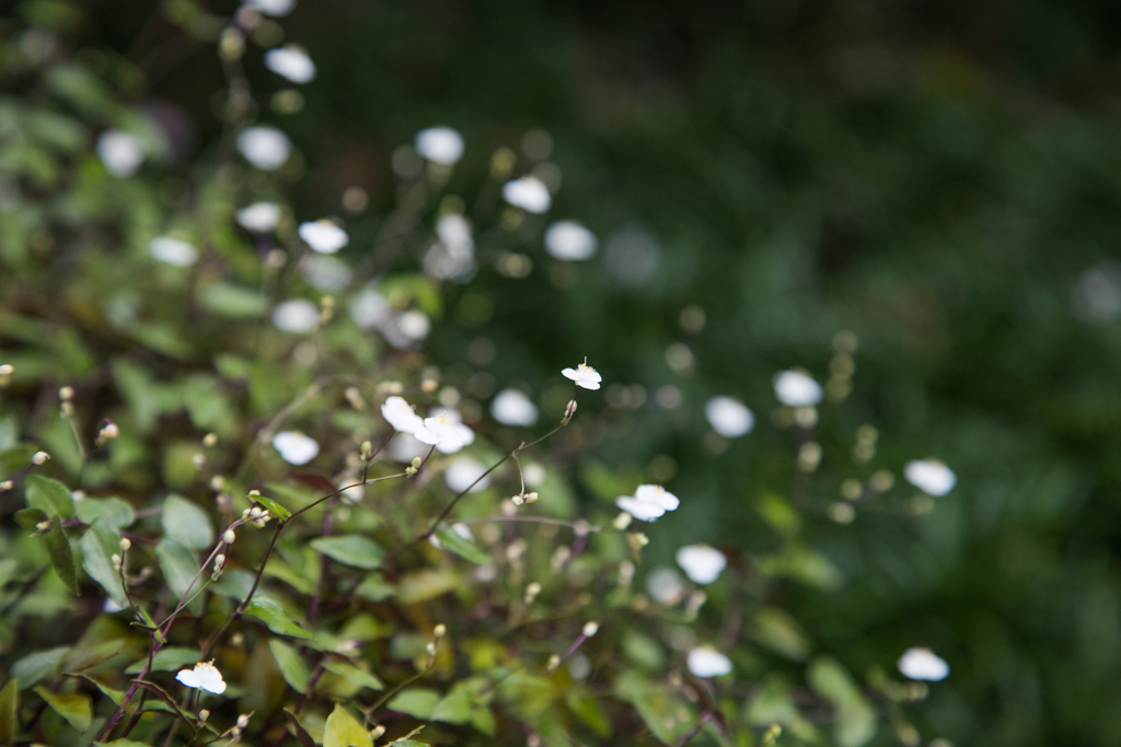 ブライダルベール