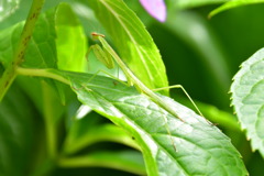 DSC_0379 カマキリのこども