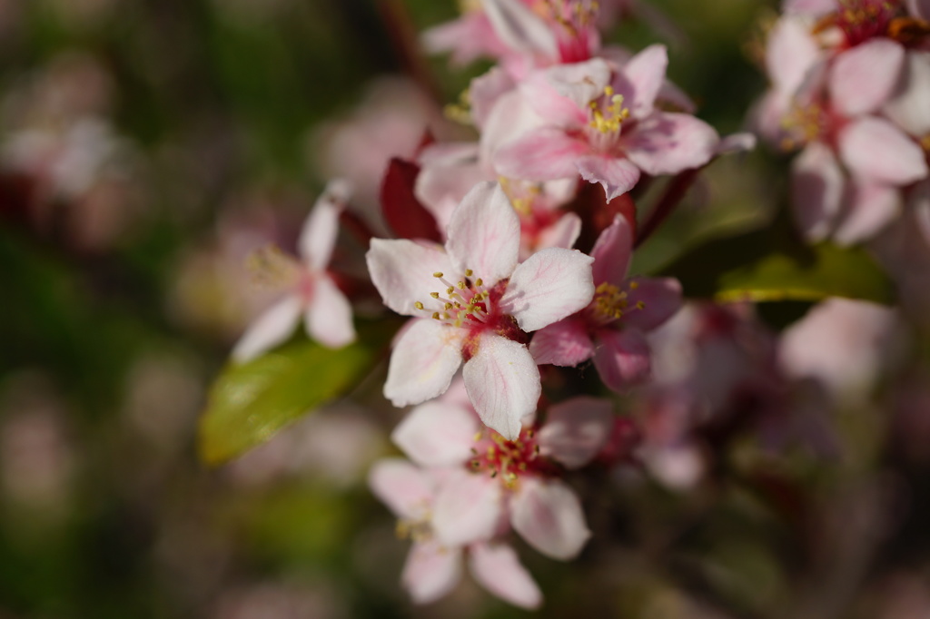 小さな桜