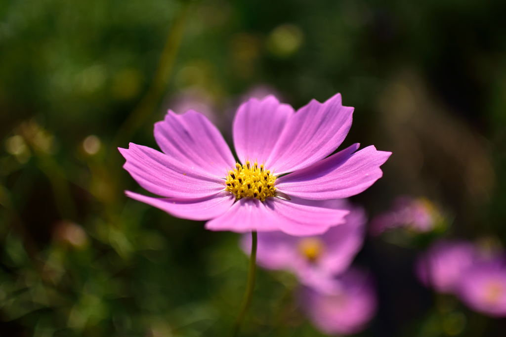 秋桜