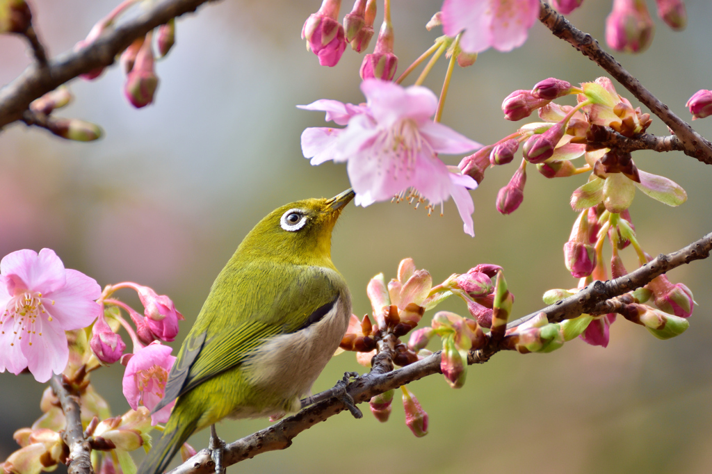 メジロと河津桜