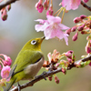 メジロと河津桜