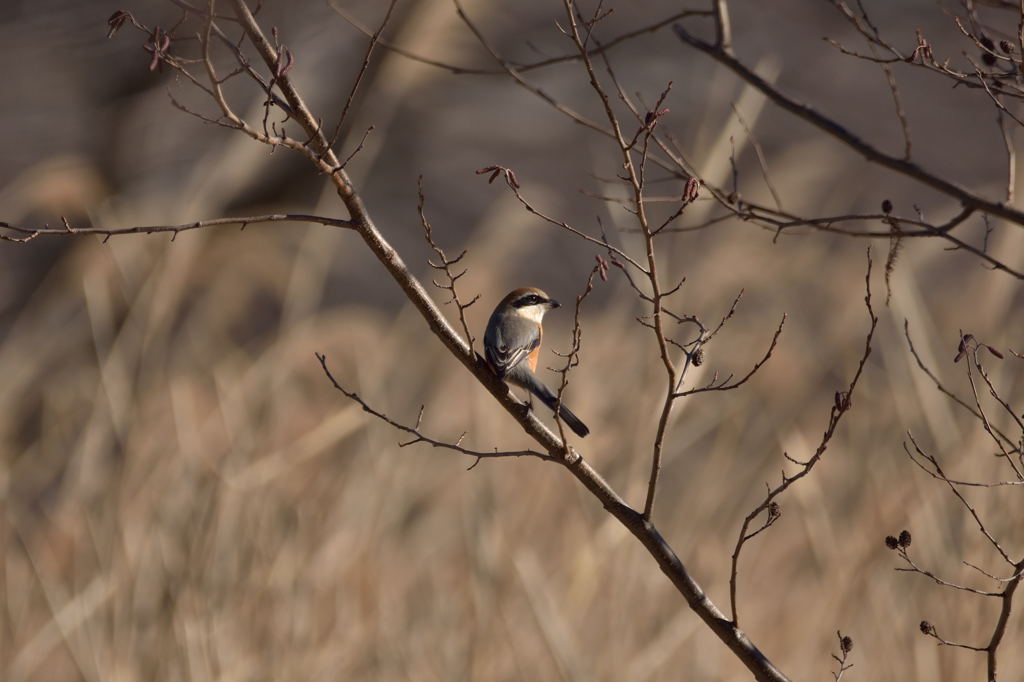 孤高の鳥