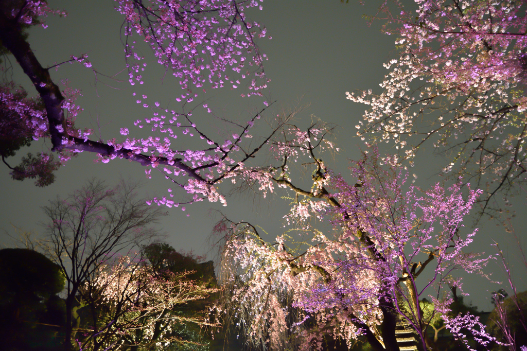 夜桜ライトアップ２