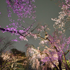 夜桜ライトアップ２