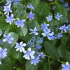 梅雨の線香花火