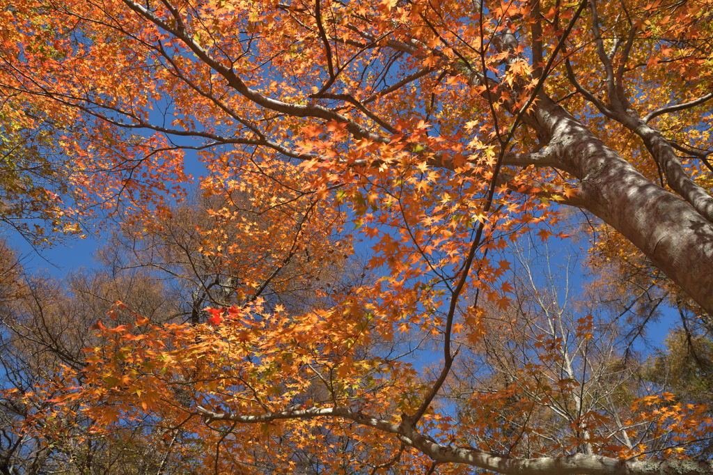 紅葉