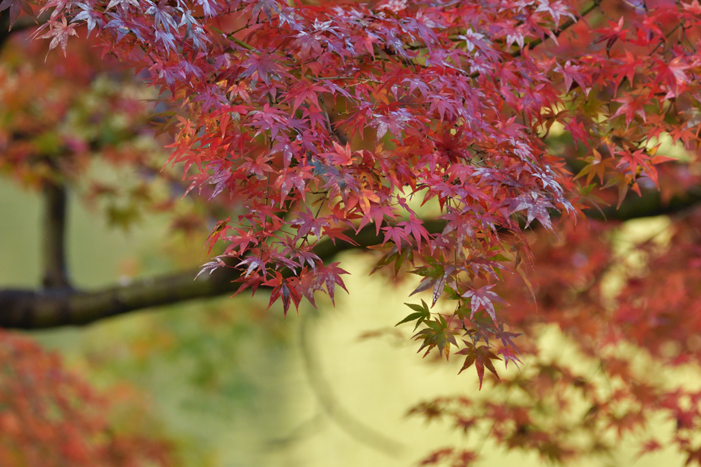 紅の美しさ