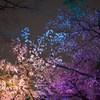 夜桜ライトアップ１