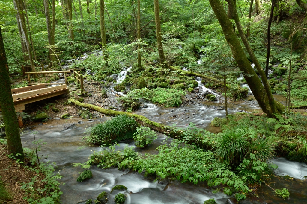 尚仁沢湧水 その４