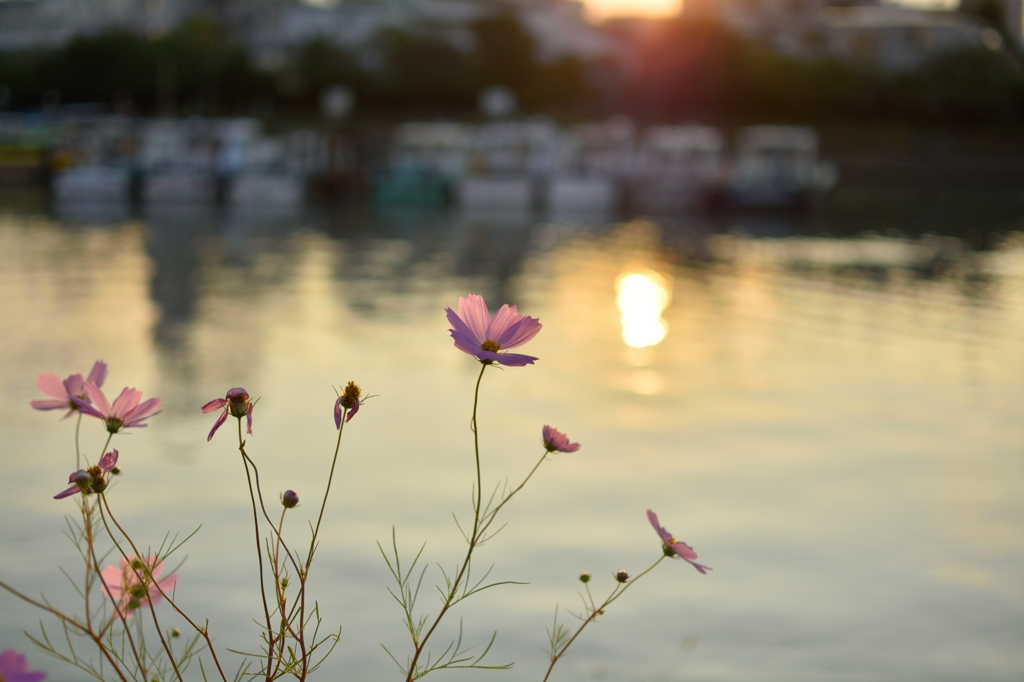 夕暮れのコスモス その３