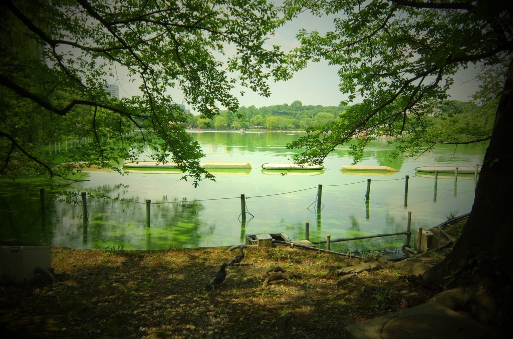 不忍池2