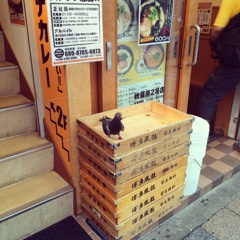 鳩つまみ食い