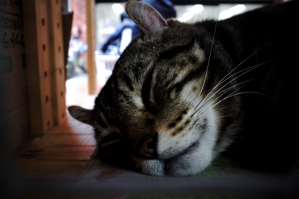 寝てた猫