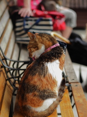 雨宿り中の身づくろい