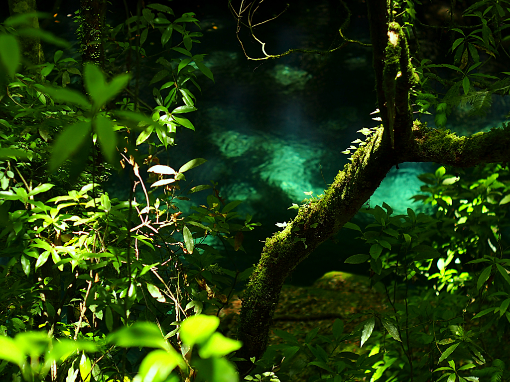 jungle