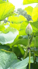 蓮の蕾とトンボ