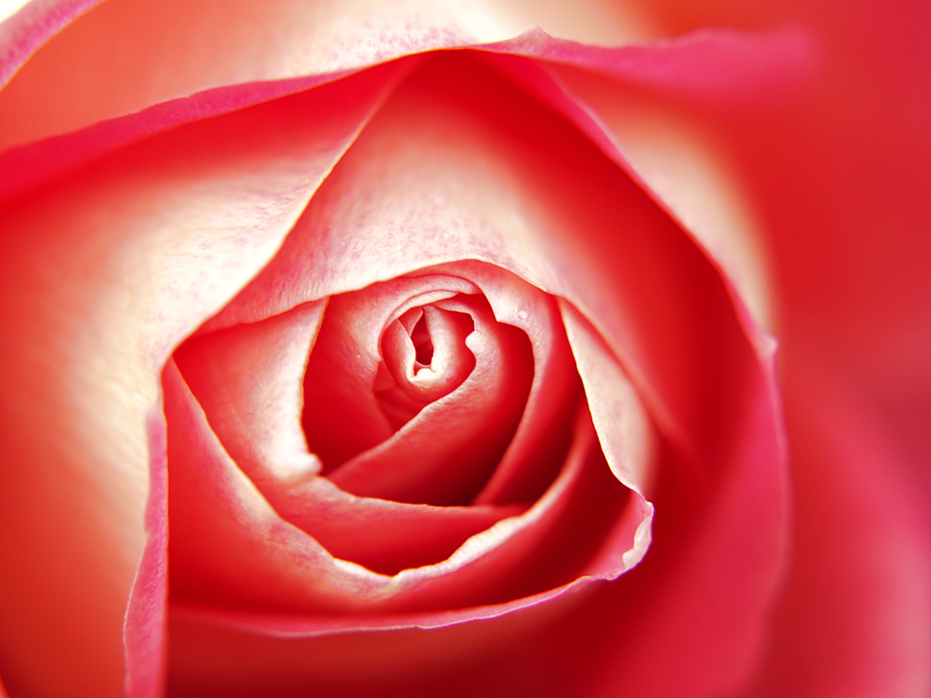 華