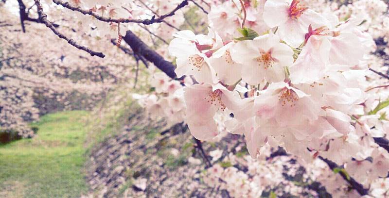 sakura
