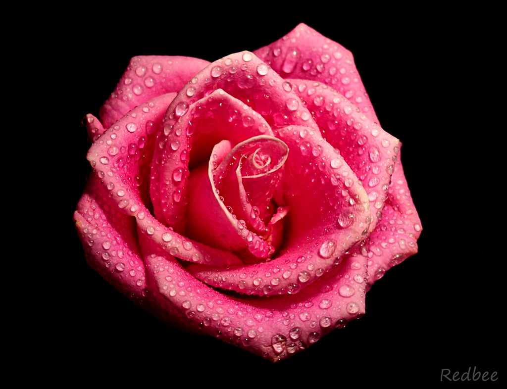 Pink Rose