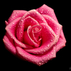 Pink Rose