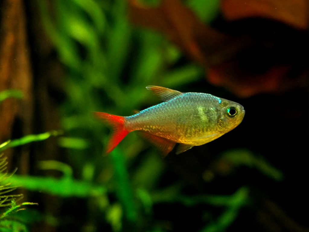 columbia red fin