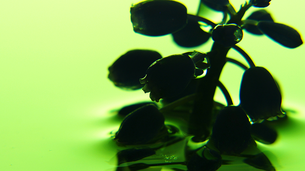 all green