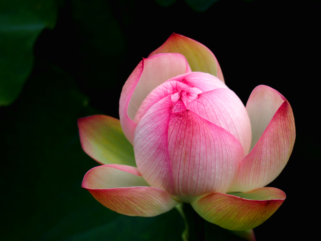 開花前