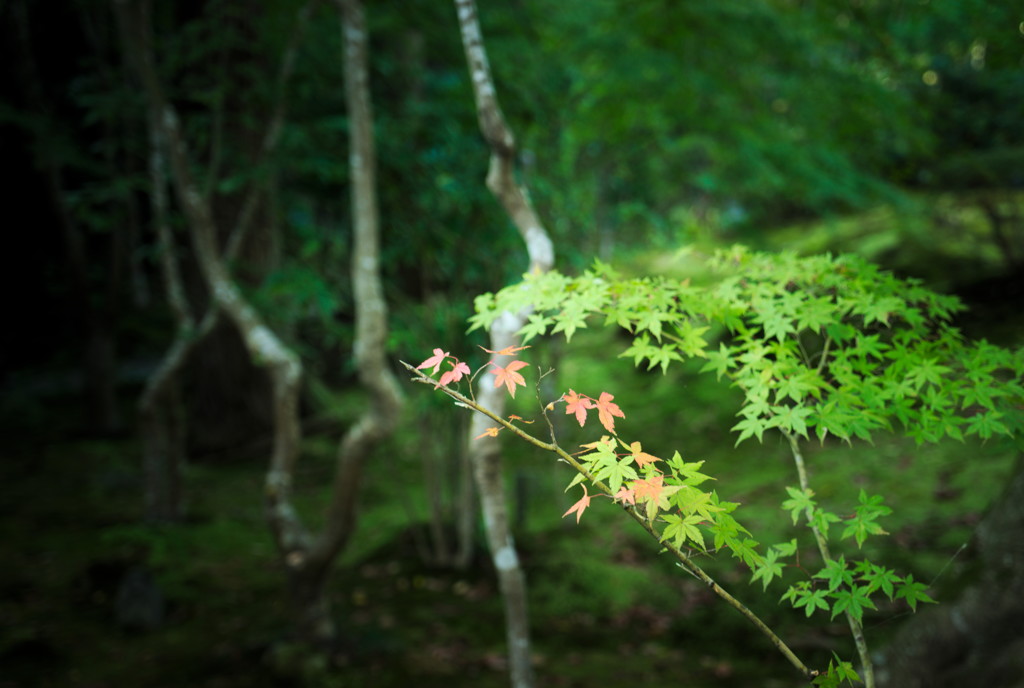 紅葉初期